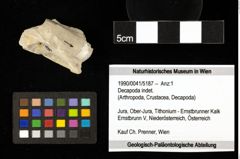 Foto (Objekt + Etiketten) von Decapoda indet. 